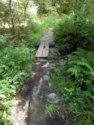 Wooded path photo