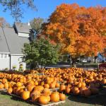 Walpole finds church in Epiphany's pumpkin patch
