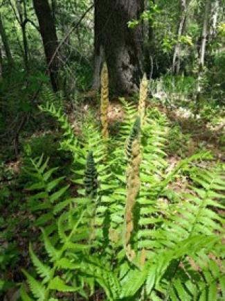 Ferns