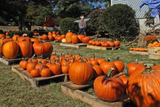 burlington pumpkins 