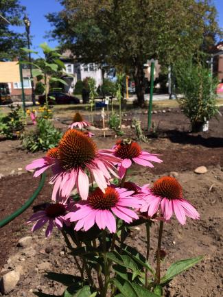 Cone flower