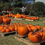 Bright Ideas: Pumpkin patches connect church and community 