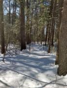 Snowy woods photo